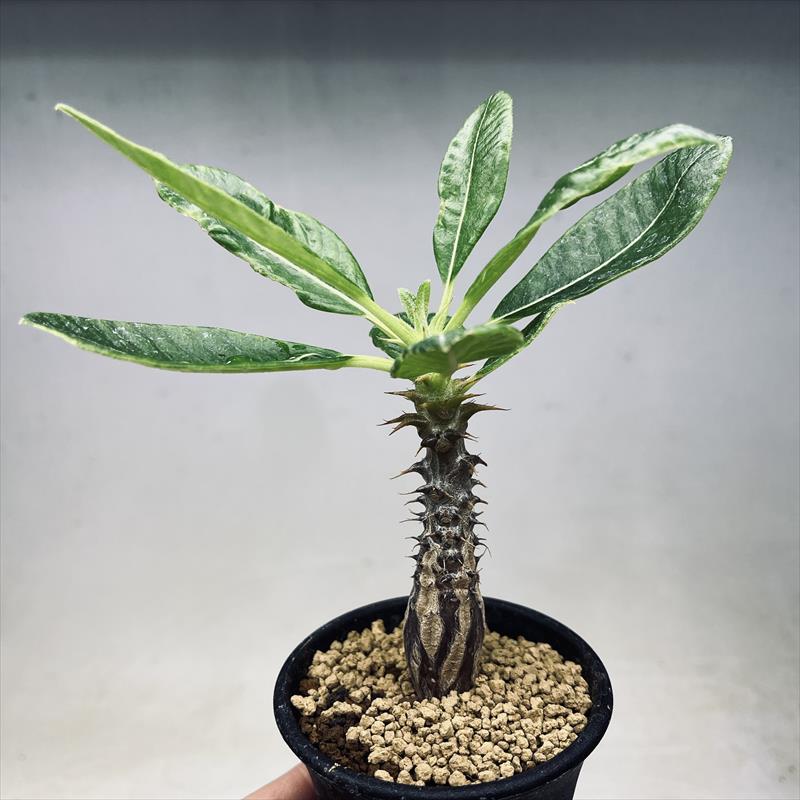 パキポデューム ウィンゾリー 国内実生株X パキポデューム