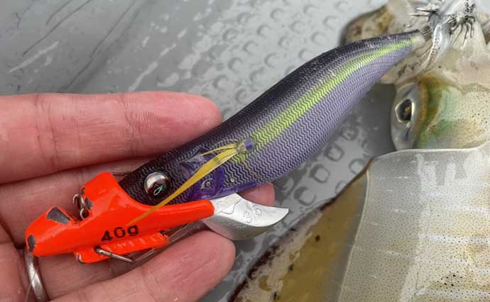 ティップランエギングは専用エギが必須？ 陸っぱり用エギ流用術を解説