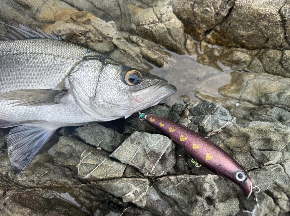 鹿児島県 甑島 地磯 ヒラスズキゲーム 2025年6月 (BlackDimension