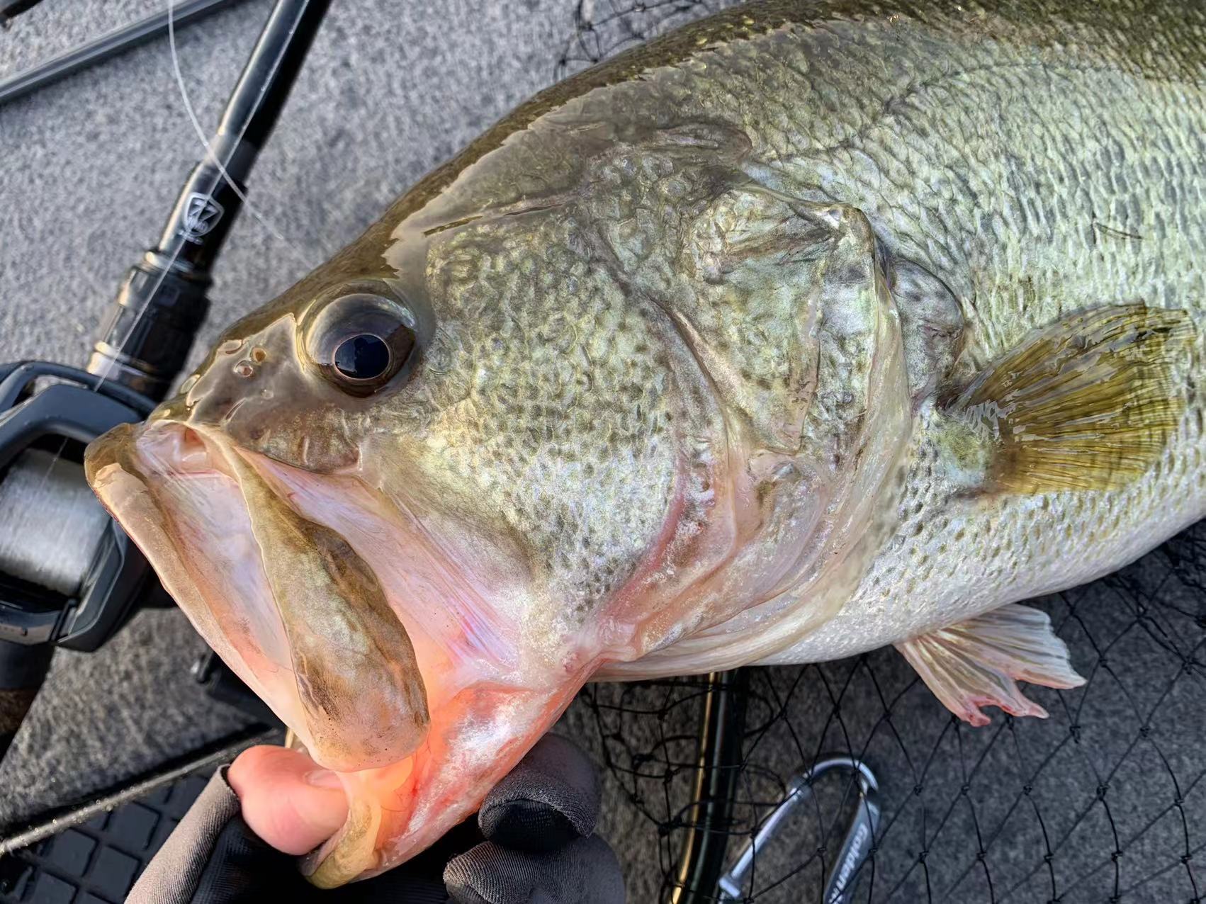 TULALA | Ford every stream | » 【STAFF】NEWモンストロ