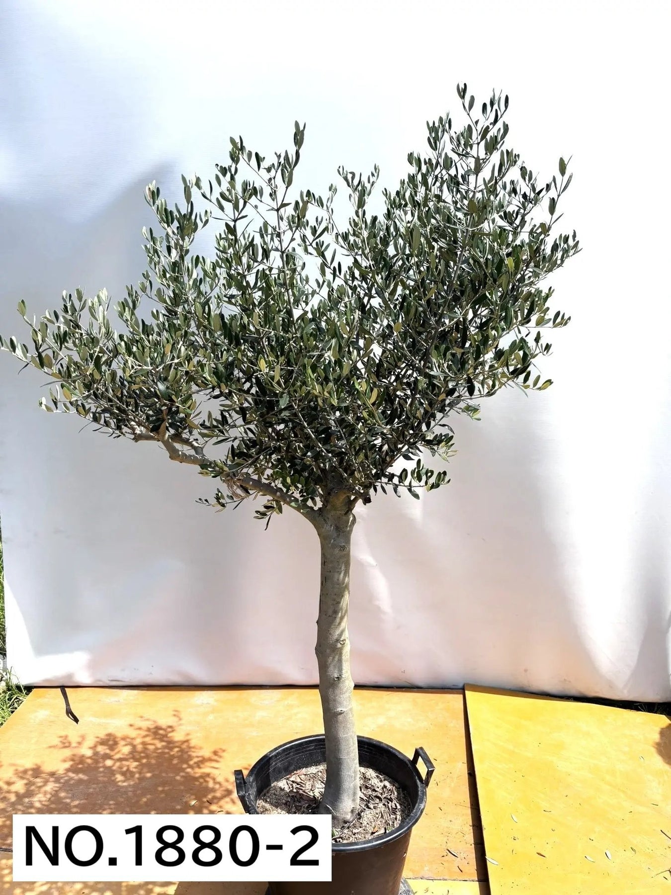 ルッカ（オリーブの木）｜XL｜NO.1880｜約200cm｜人気・寒冷地OK