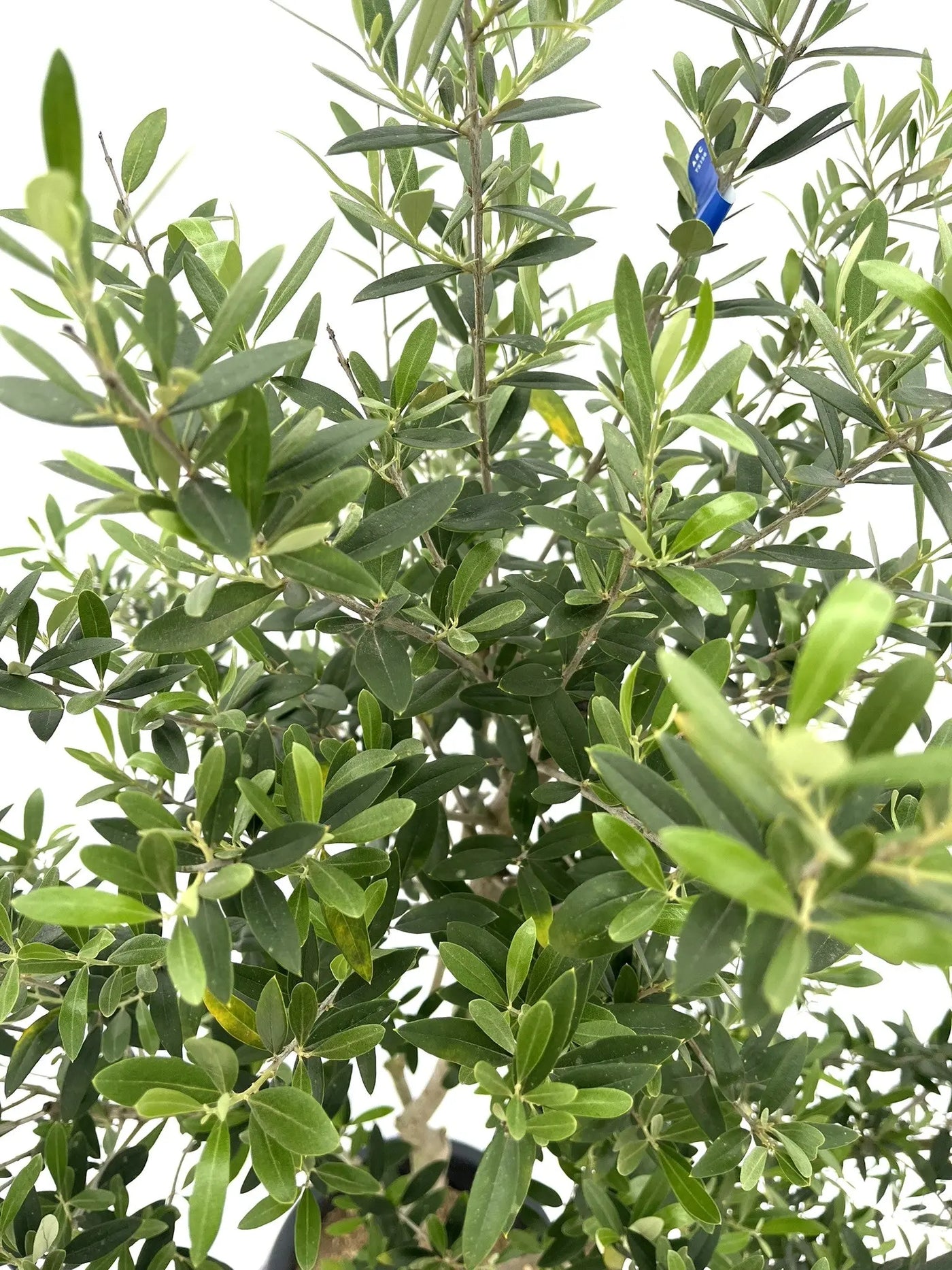 ネバディロブランコ Lサイズ 約150cm NO.10206 オリーブの木 - 株式