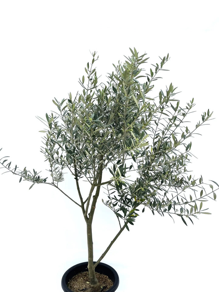 ミッション Lサイズ 約150cm NO.10208 オリーブの木 - 株式会社鶴亀園