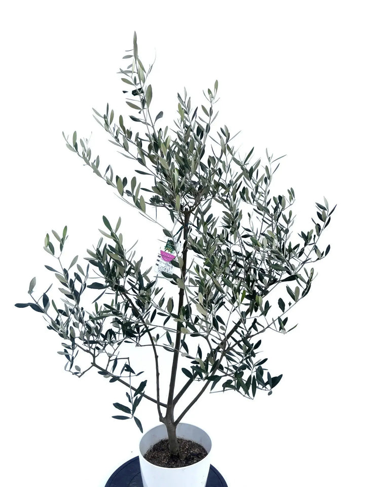 ミッション Sサイズ 約135cm NO.10476 オリーブの木 - 株式会社鶴亀園