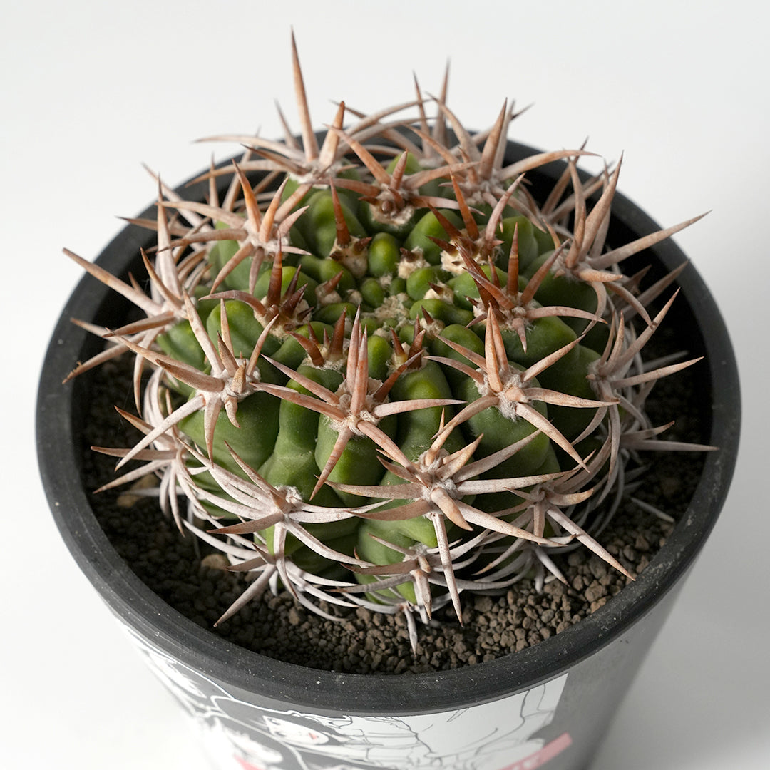 Gymnocalycium hybopleurum var.ferocior -フェロシオール- – VALIANT