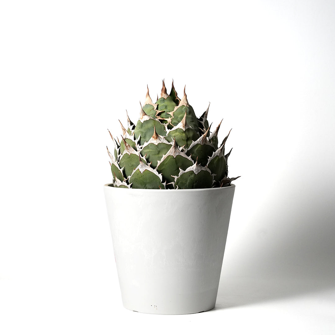 アガベ チタノタ オテロイ – VALIANT GALLERY ONLINE