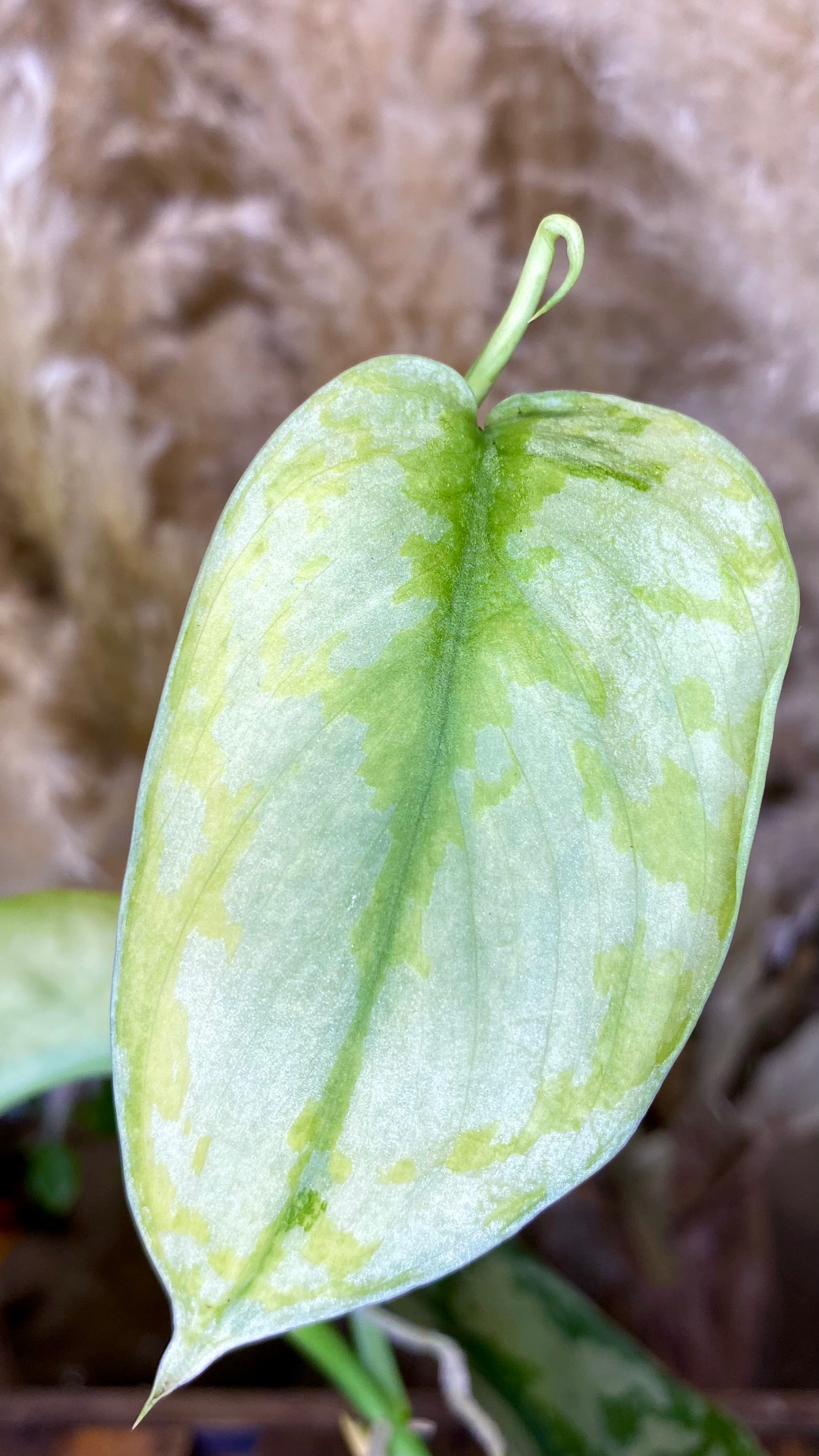 Scindapsus Lakambini Variegated (WS03) – Wilderly
