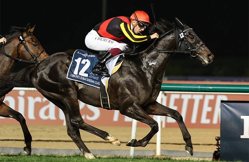 シャフリヤール（Shahryar） | 競馬データベース | JRA-VAN World