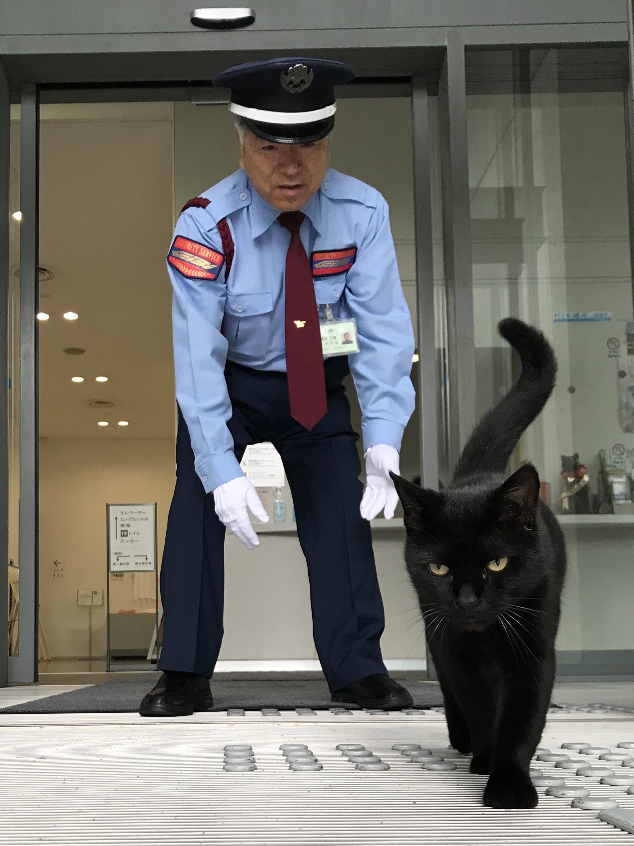 尾道で人気集めた黒猫ケンちゃん天国へ 市立美術館で警備員と「攻防