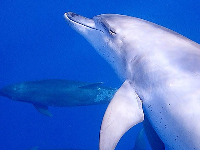 いるかの来遊域 ｜地域資源紹介記事 ｜ 東京都 地域資源（TOKYO