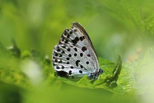 蝶の生息地】長野県松本市のオオゴマシジミやゴマシジミ、諏訪市の