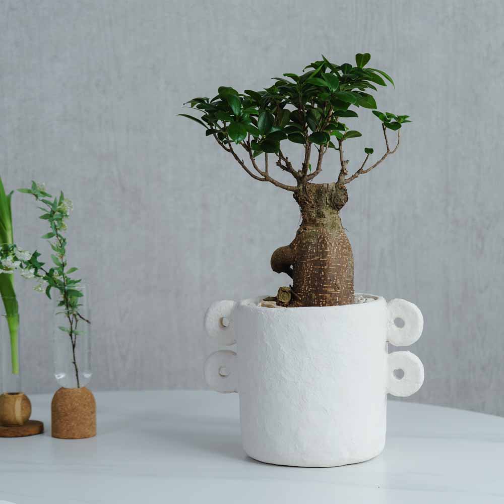 一点もの】ガジュマル/SERAX(セラックス)/Pot Marie φ18 | 青山