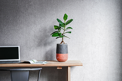 Domani/MINSK(ミンスク)ベース24 Pearl White 3号鉢用 | 青山フラワー