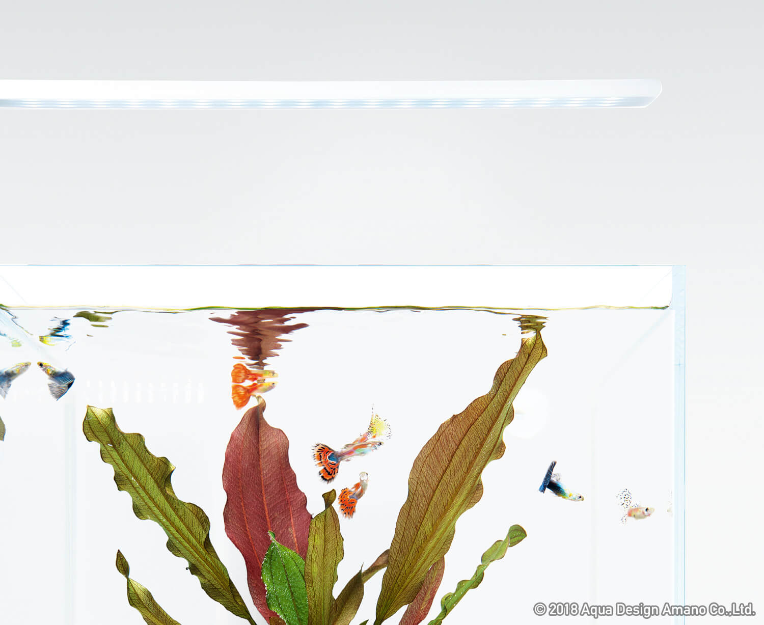 水草の健康な育成はそのままに、自由を手に入れた照明器具 | AQUA