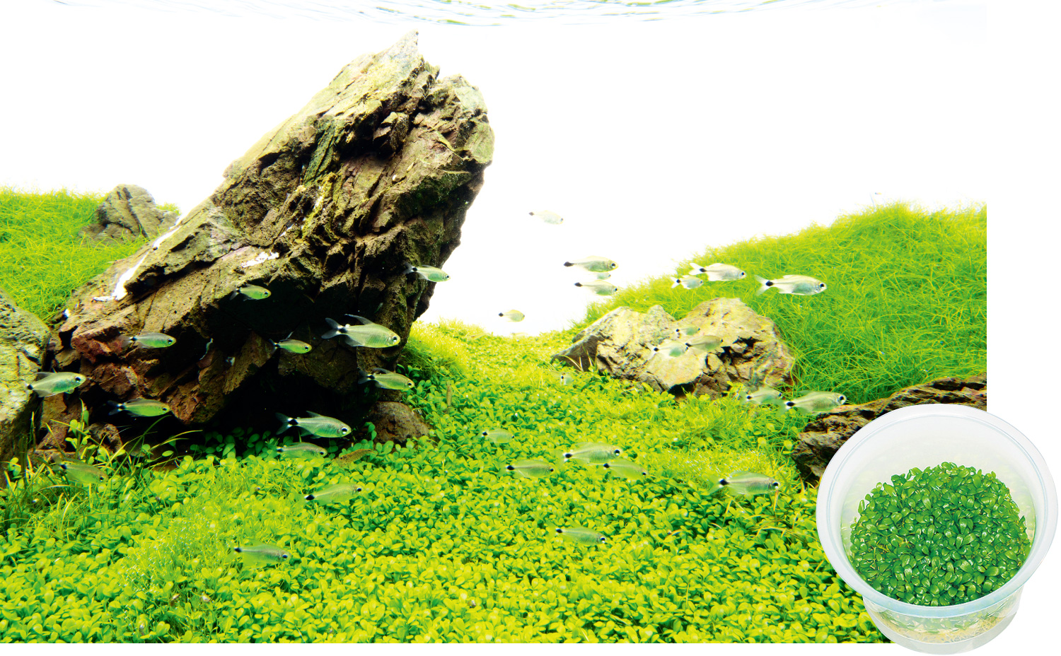 ADA Review 「メンテナンステクニックー石組ー」 | AQUA DESIGN AMANO