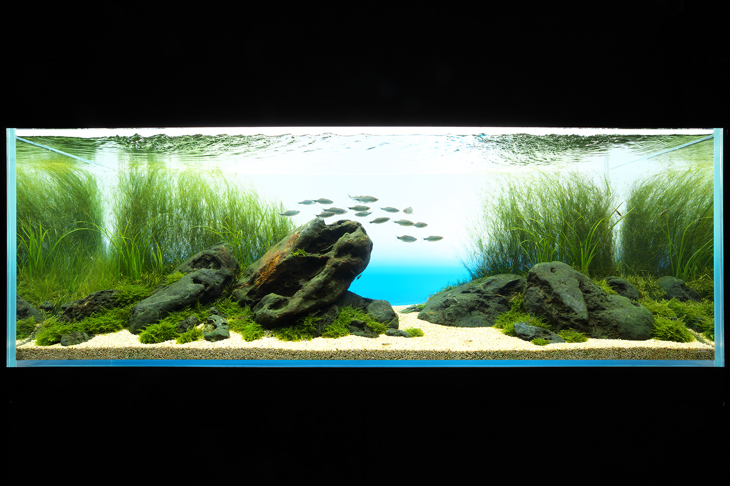 NATURE IN THE GLASS 「盛夏清流」 | AQUA DESIGN AMANO