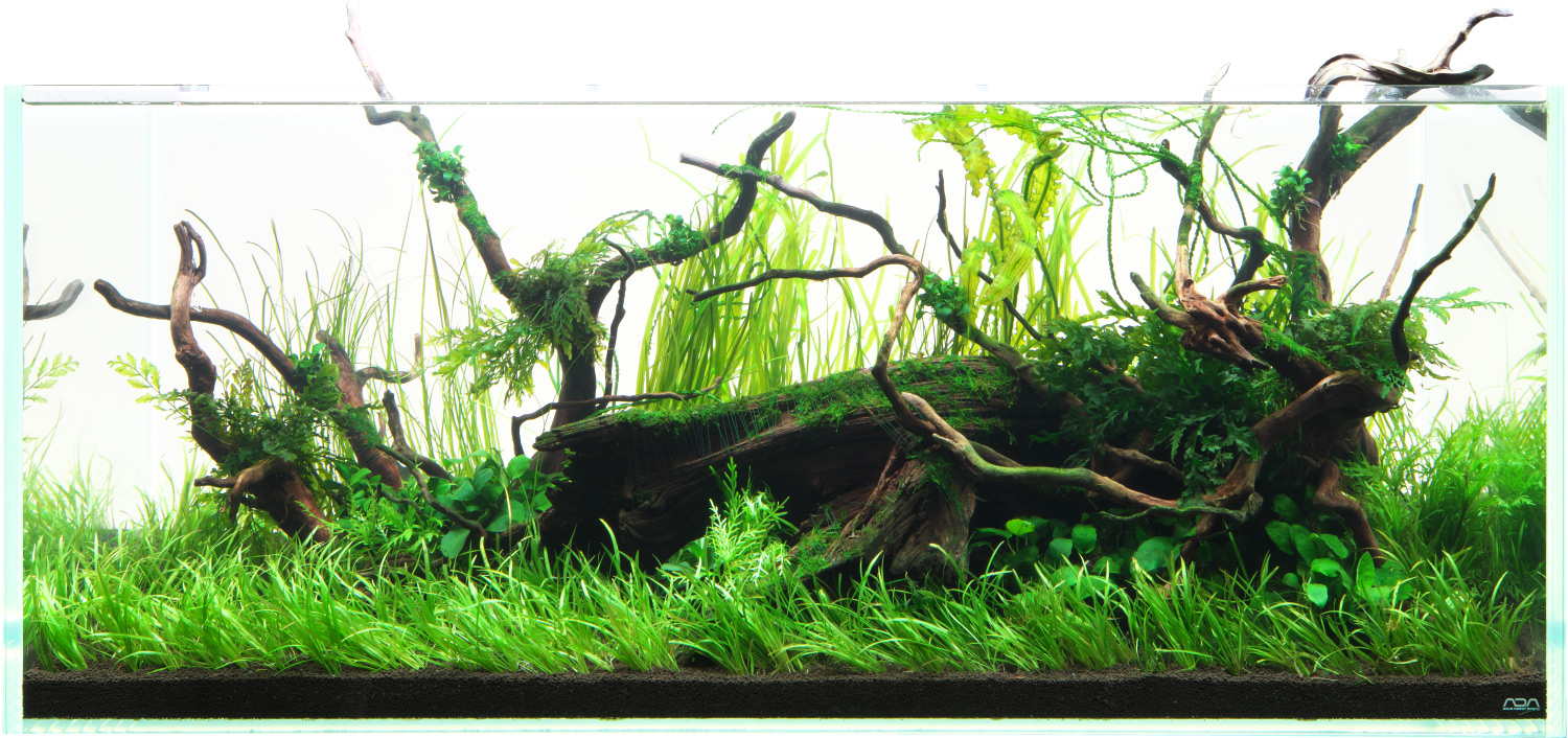 NATURE IN THE GLASS 「古木によりそう」 | AQUA DESIGN AMANO