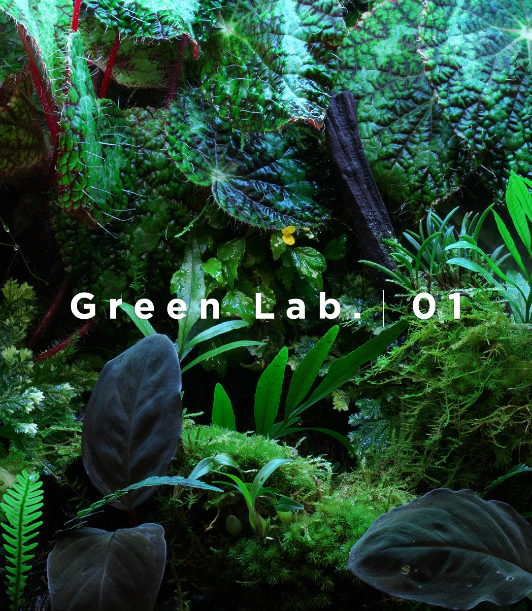 Aqua Magazine Pee'P 水草特集 No.1〜12 AQUA PLANTS（アクアプランツ