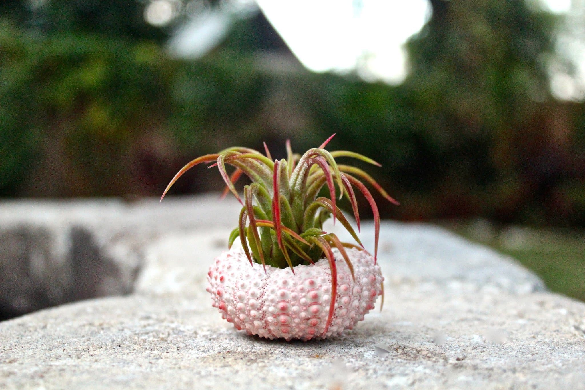 Tillandsia Ionantha Mexican Air Plants – Air Plant Design Studio