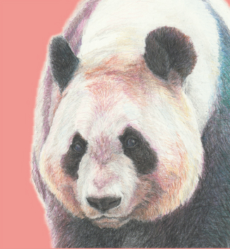 BonjourPandaOfficialSite