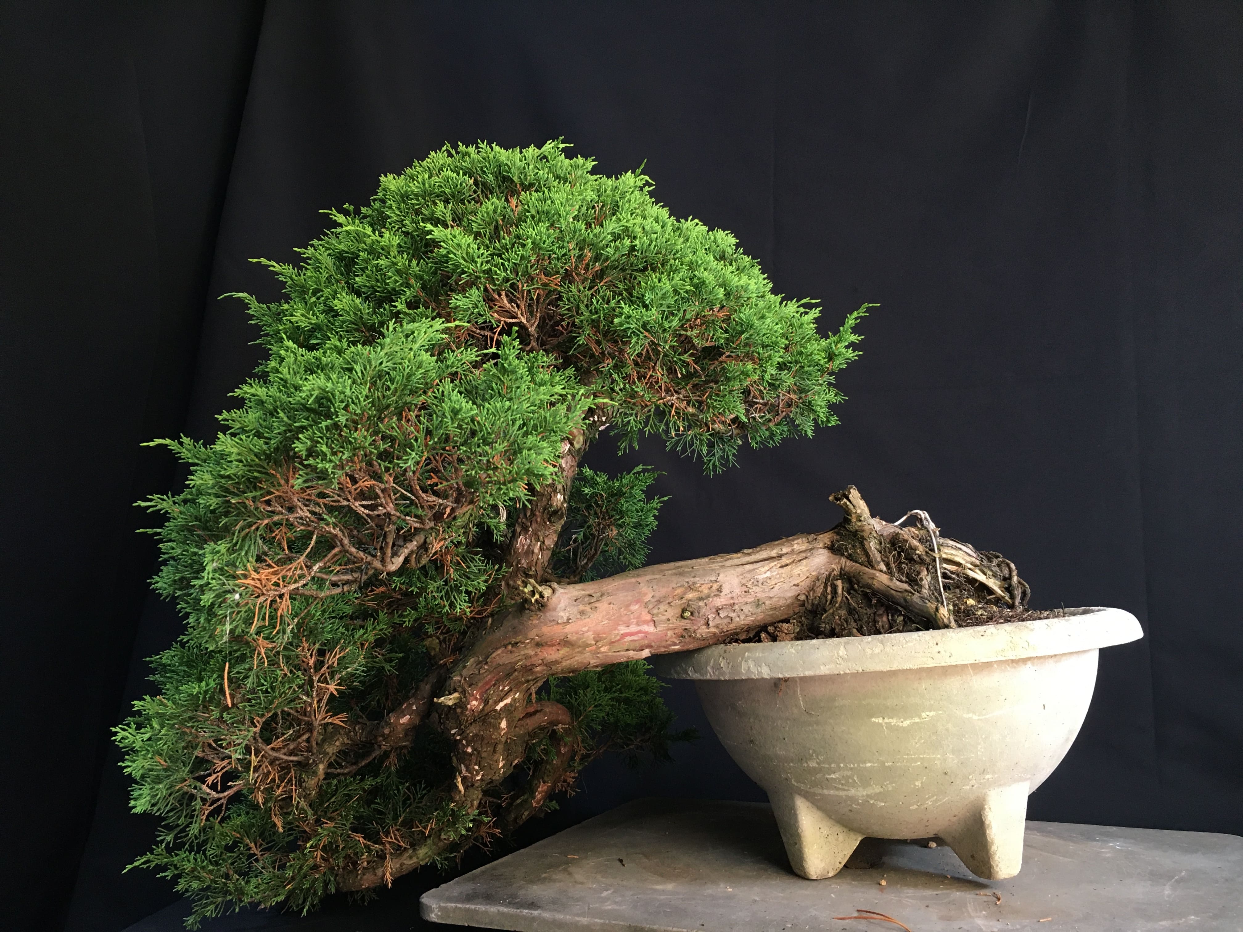 高級盆栽販売の盆栽.com / 糸魚川真柏