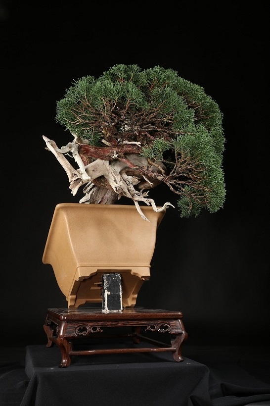 真柏 約200年 | 雨竹亭オンラインショップ