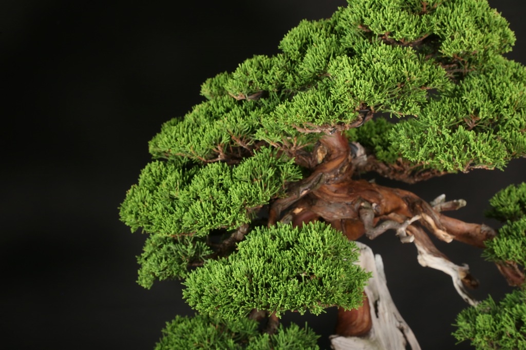 糸魚川真柏 約200年 | 雨竹亭オンラインショップ