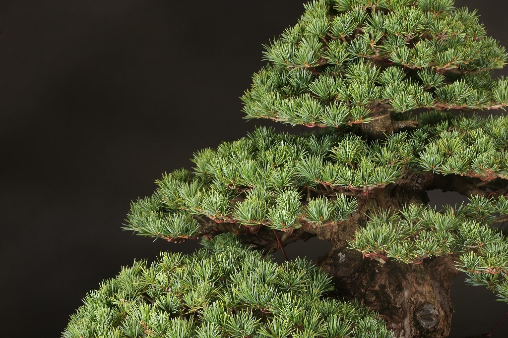 五葉松 (葵) 約75年 | 雨竹亭オンラインショップ