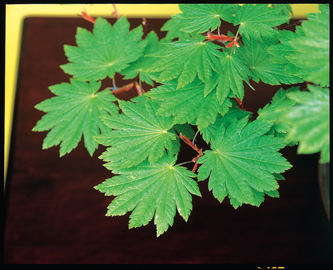 ハウチワカエデ 7.5cmﾎﾟｯﾄ | 盆栽、盆栽書籍、盆栽鉢の通販│近代出版