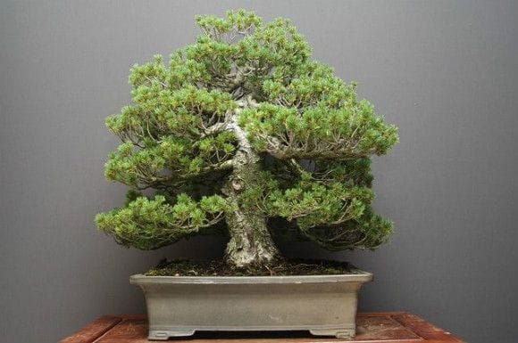 瑞祥 五葉松 盆栽 太幹 模様木 古木 大品盆栽 瑞祥 五葉松 盆栽 太幹