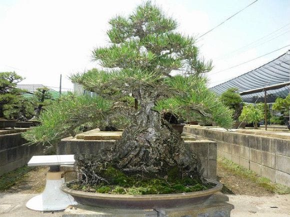 山採り黒松 大品盆栽 樹齢300年の一点物盆栽を販売｜盆栽妙 – 盆栽妙 本店