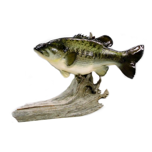 BlackBass/ブラックバス レプリカ/インテリア 置き型タイプ - 【バス
