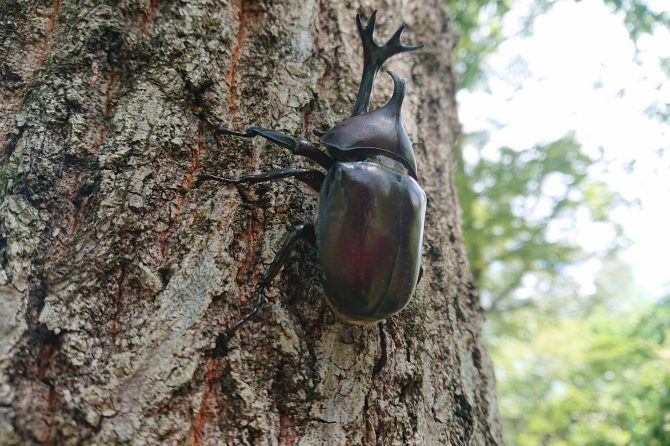 カブトムシ採集のイロハを徹底解説！関東のおすすめスポットも紹介