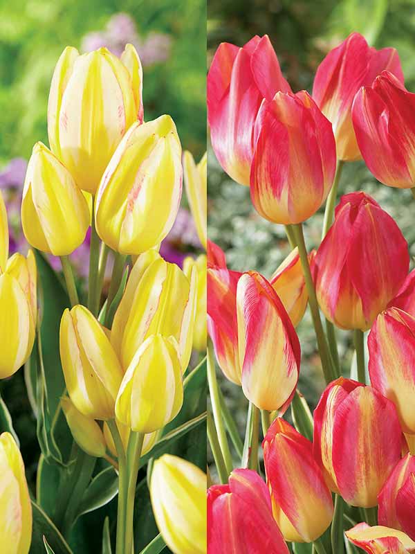 BTUAT-0-Tulip-Antoinette-vbl-