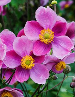 乙苗 - ACID NATURE 乙庭 (Page 1)