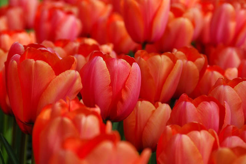 Tulipa 'Apricot Impression' (Darwin Hybrid Tulip)