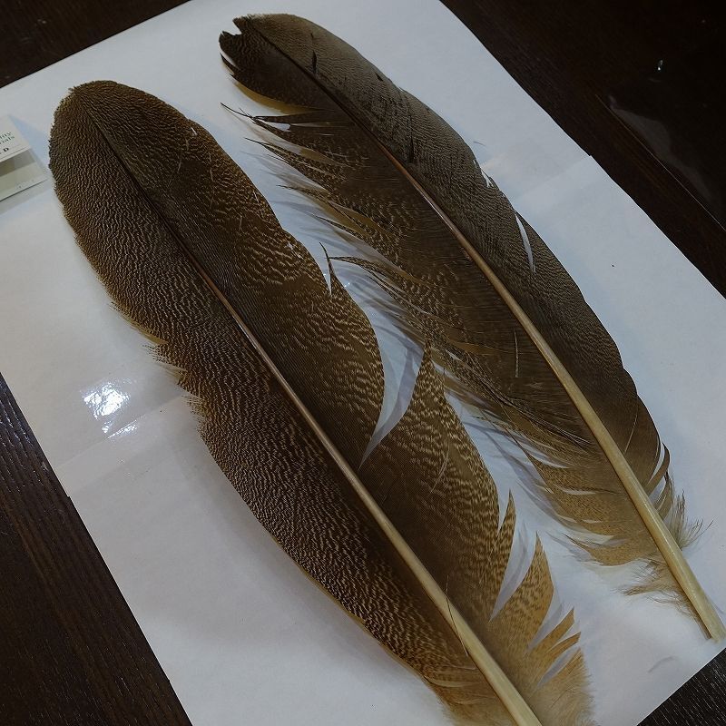 希少 スペックルドバスタード 約30cm 希少 スペックルドバスタード 約