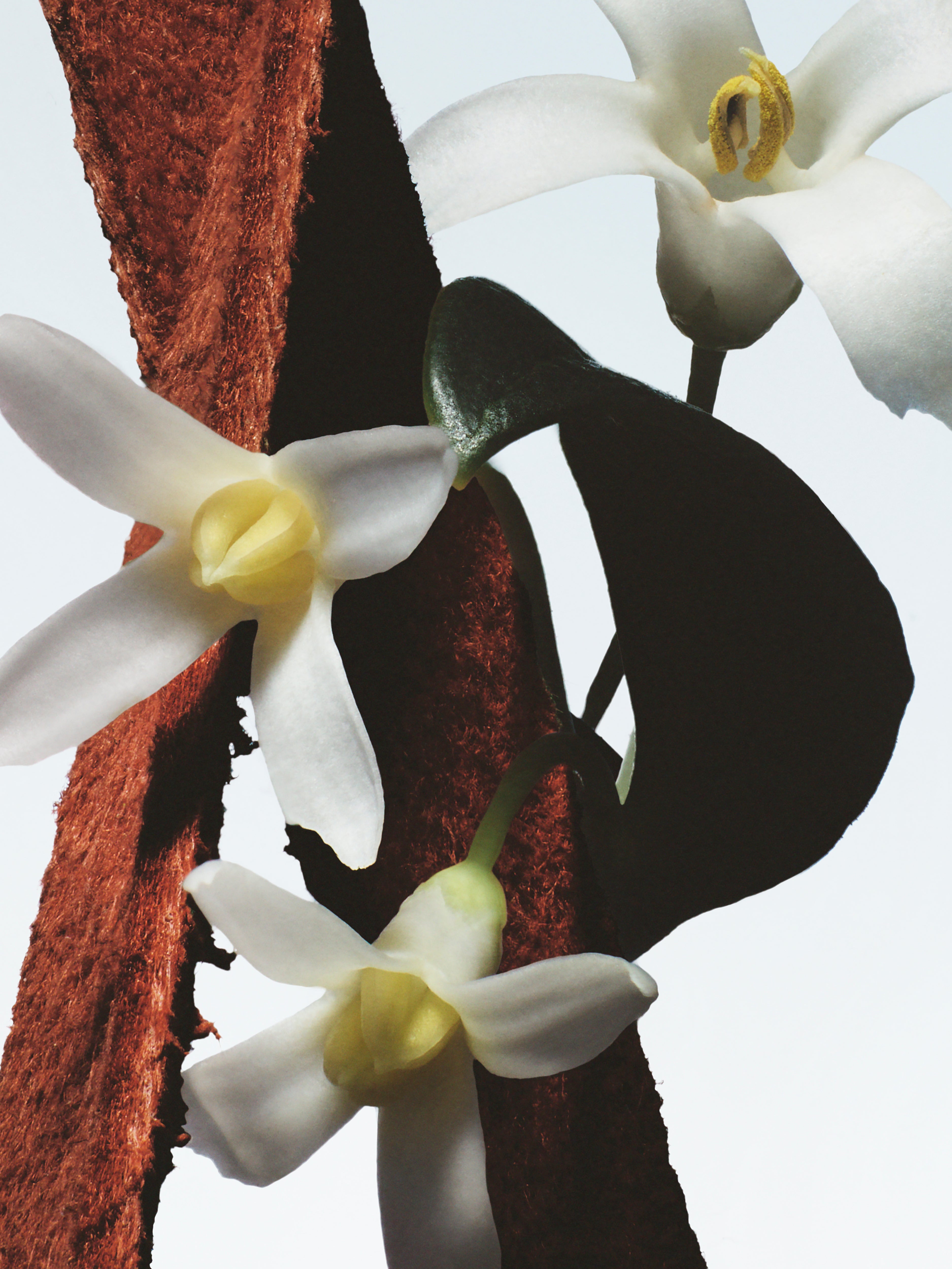 Eau de Parfum Fleur du Mal | Dries Van Noten