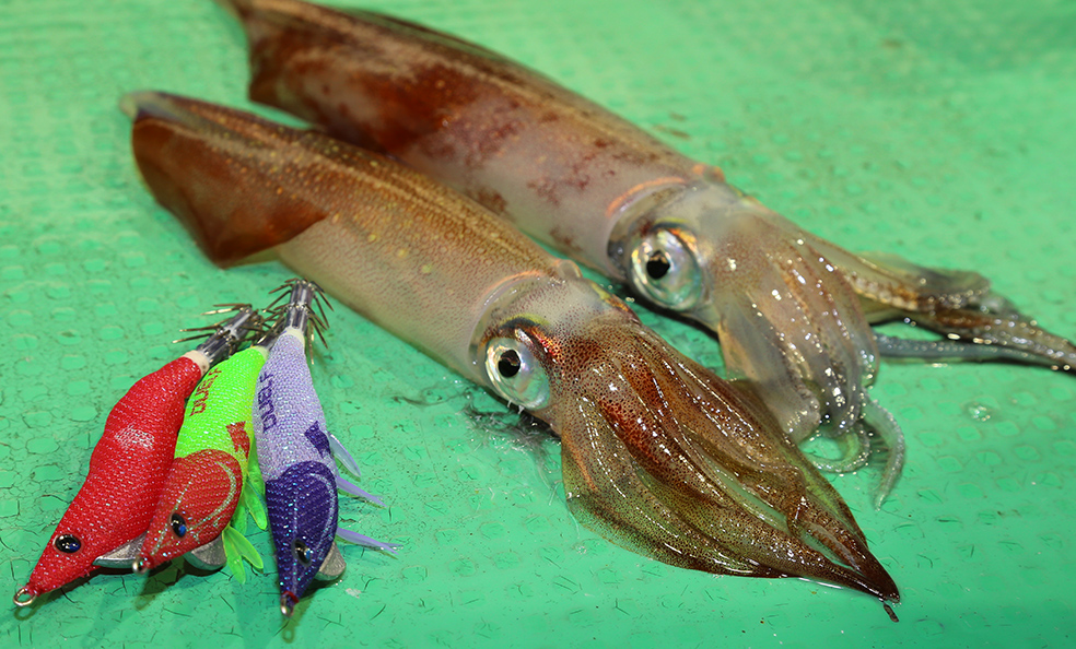 イージーライズ↑（フローティング） - 釣具の総合メーカー デュエル