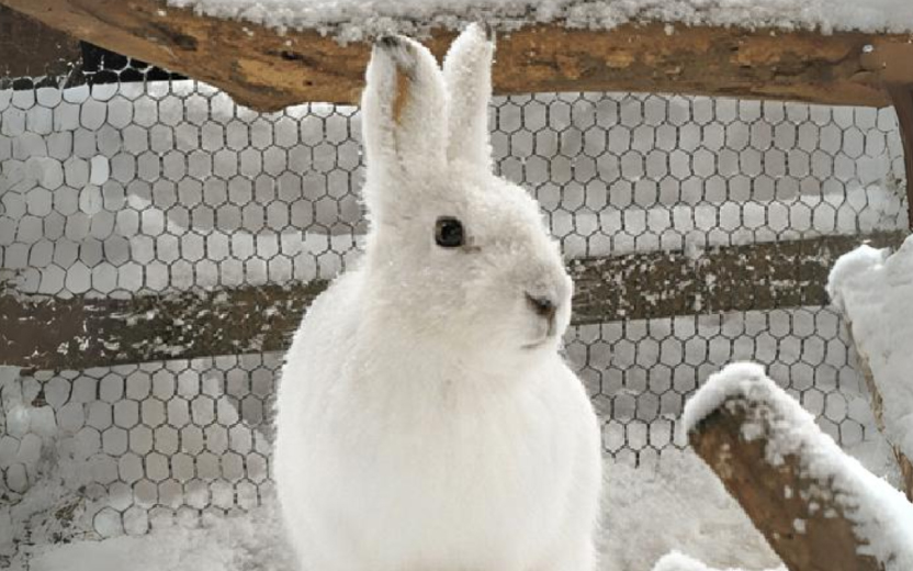 hokkadio2411asahiyamazoo_eyeca