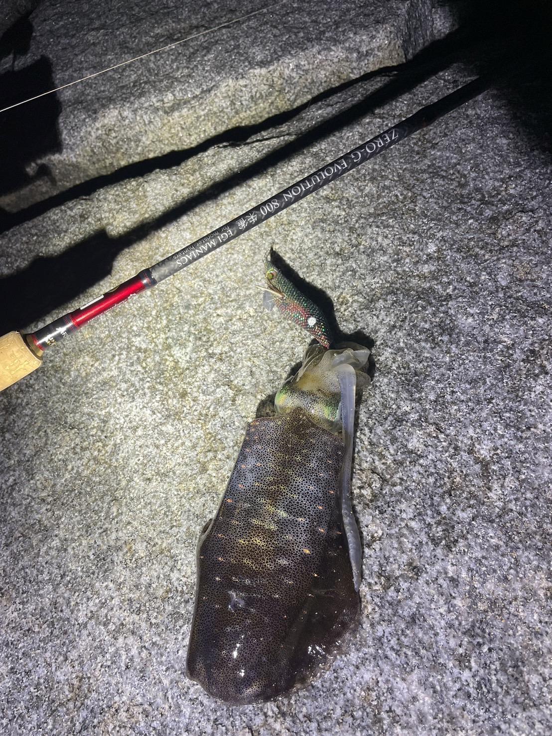 FINAL 『魅黒/RED』ZERO-G EVOLUTION 800 朱雀II EVA ver [別注EGI