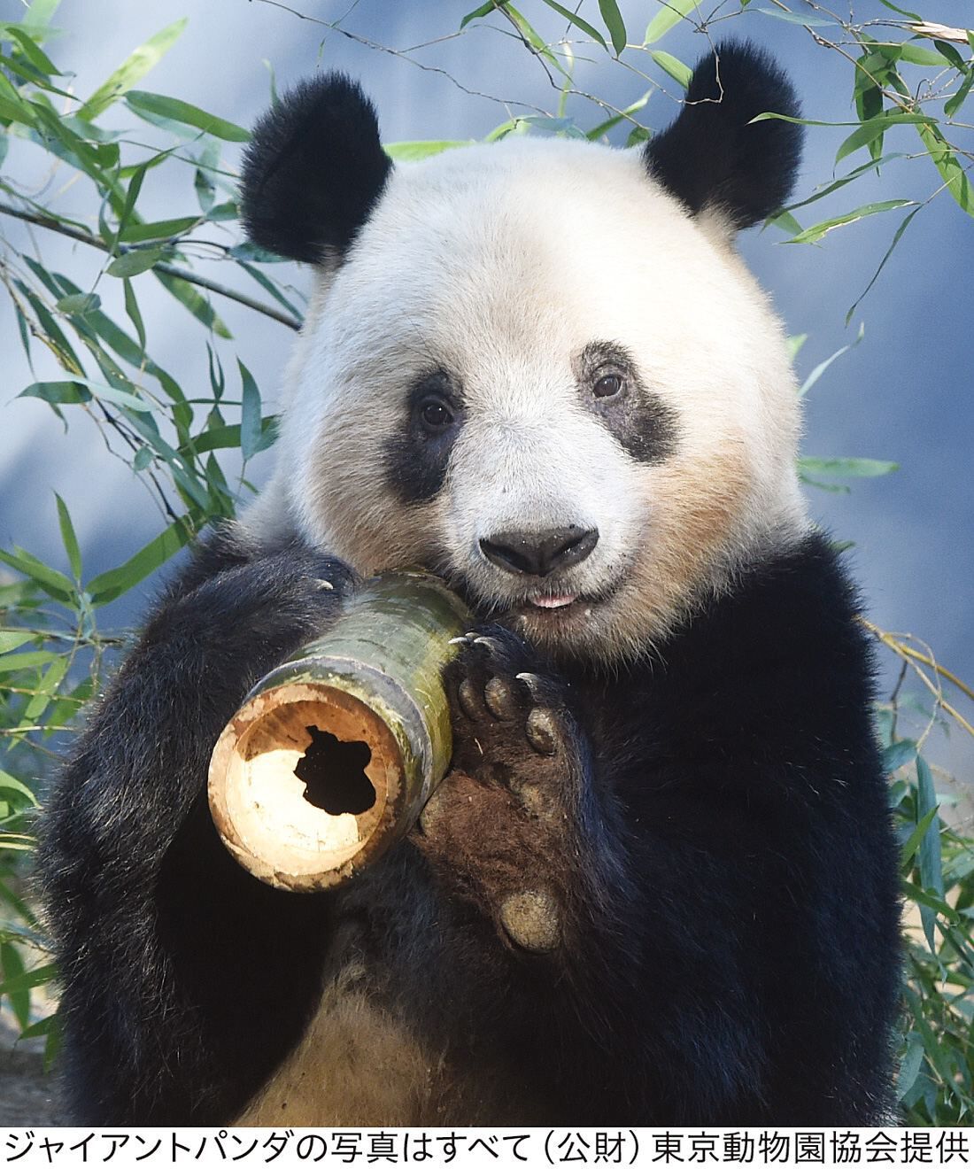 YOU+MORE! パンダ3きょうだい シャンシャン・シャオシャオ・レイレイ