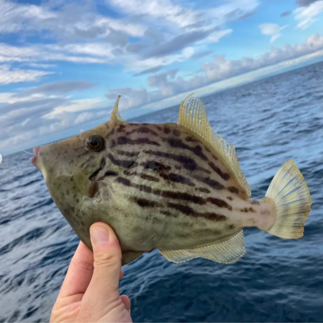 チェベレ フグハギ 150 (スパイラルガイド仕様) – フィッシング