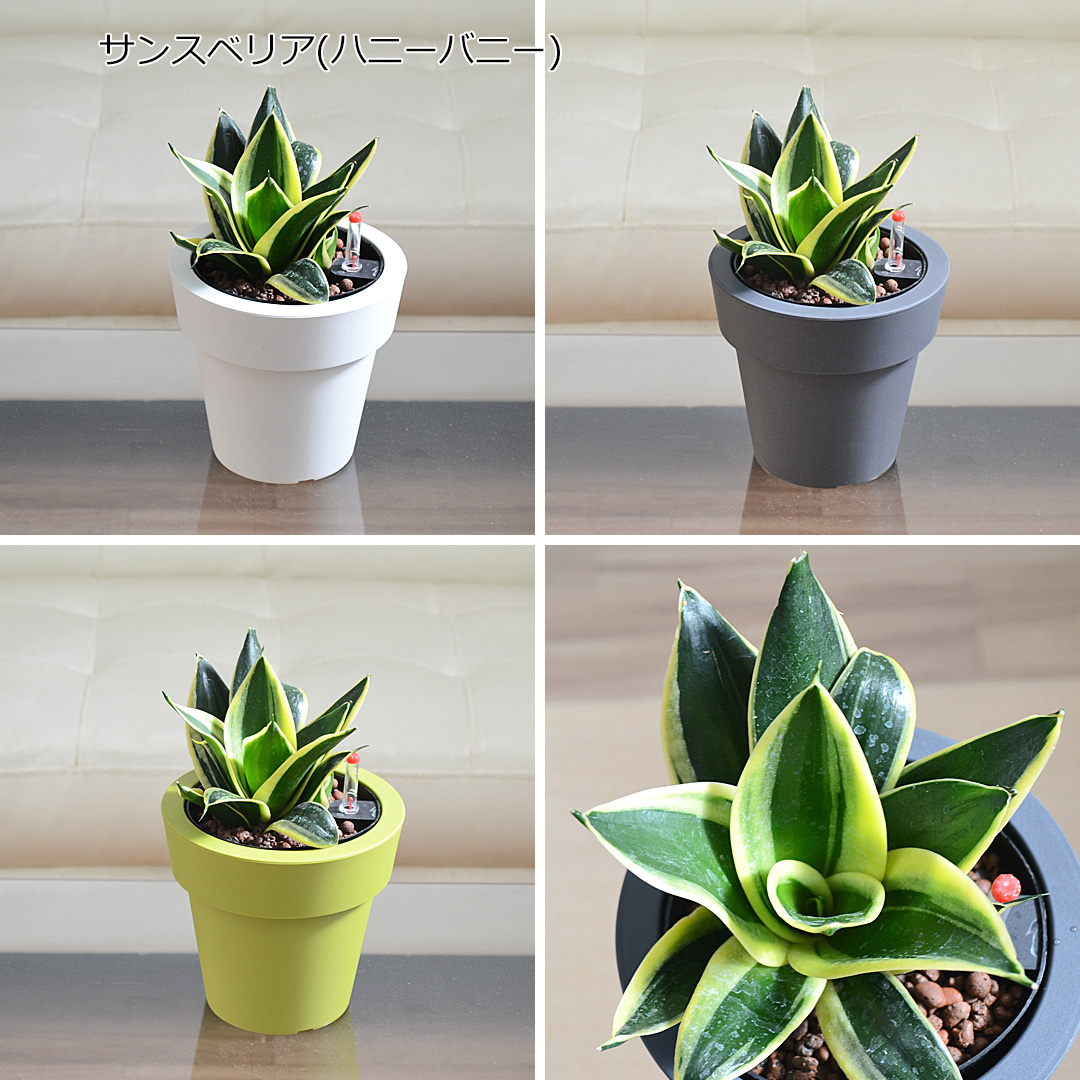 観葉植物の販売・ギフトならフラワーコーポレーション / 観葉植物
