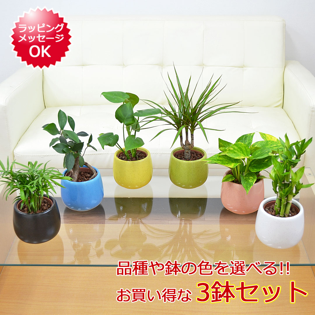 観葉植物の販売・ギフトならフラワーコーポレーション / 観葉植物ミニ