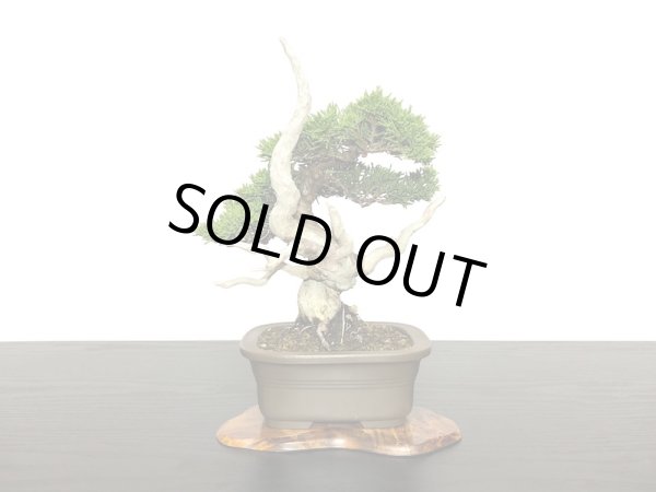 格安盆栽素材/生産品紹介/糸魚川真柏 小品盆栽 販売/通販のFROM JAPAN