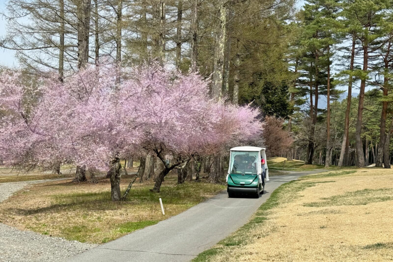 桜 見ごろです！ | 富士桜カントリー倶楽部|フジサンケイクラシック