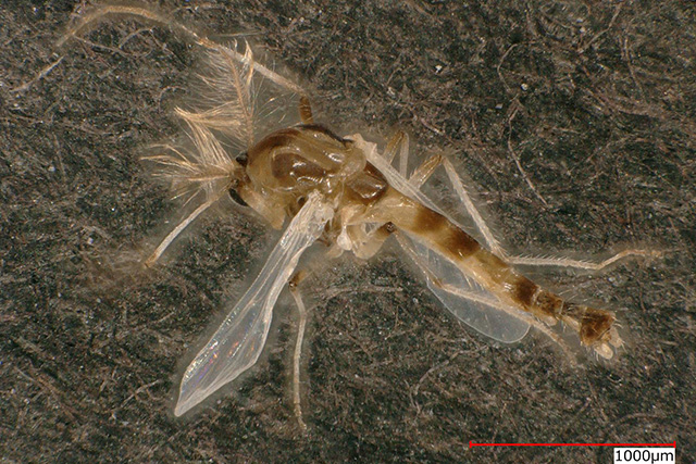 虫図鑑｜国際衛生株式会社