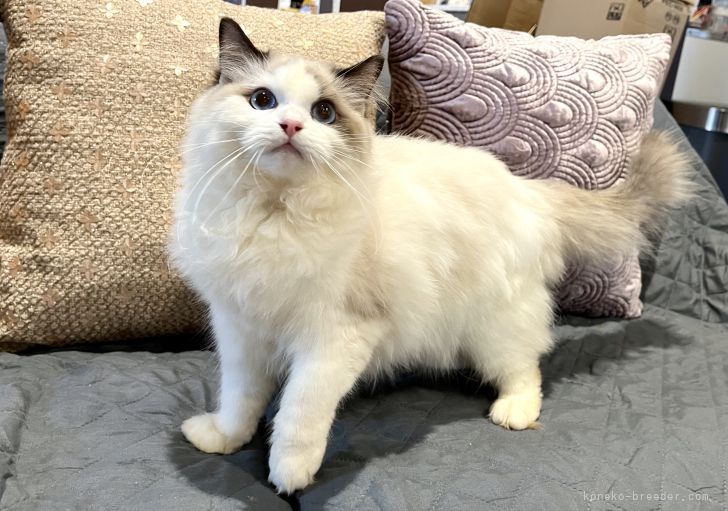 東京】野中 良太(のなか りょうた)ブリーダー｜みんなの子猫ブリーダー