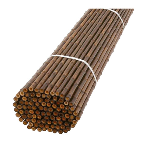 天然【黒竹（根付き）】❗ 天然【黒竹（根付き）】❗ 天然【黒竹